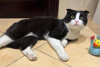 Scottish Fold Cats Available for Adoption in Bedford Hills, New York - Buck Is THE Best - So Sweet And Dorky - Videos!  EMERGENCY Doha  | PetCurious
