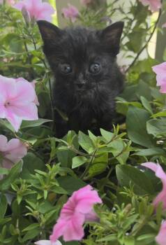 Emmaline -  Domestic Short Hair Cat Available for Adoption in Bristol, Tennessee - Emmaline | PetCurious