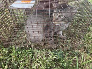 Rescue Domestic Short Hair Cats for Adoption in Houston, Texas - JAKE | PetCurious