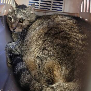 Rescue Domestic Short Hair Cats for Adoption in Newark, New Jersey - Tank | PetCurious