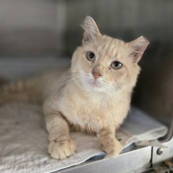 Tristan -  Domestic Medium Hair Cat for Adoption in Knoxville, Tennessee - Tristan | PetCurious