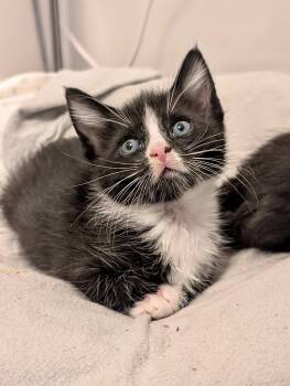 Orion -  Domestic Medium Hair Cat for Adoption in Herndon, Virginia - Orion | PetCurious