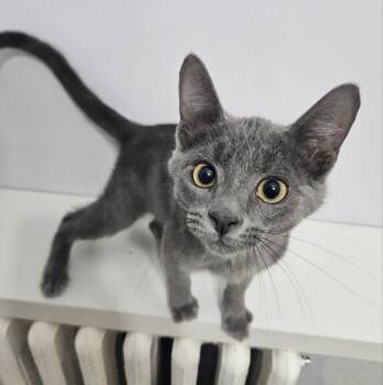 Domestic Short Hair Cats Available for Adoption - Moon  | PetCurious