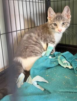 Domestic Short Hair Cats Available for Adoption in Broomall, Pennsylvania - Zinky- Polydactyl! | PetCurious
