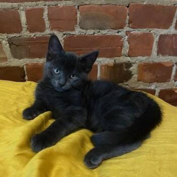 Sardine -  Domestic Short Hair Cat for Adoption in Montreal, Quebec - Sardine | PetCurious