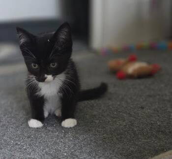 Mufasa -  Tuxedo Cat for Adoption - Mufasa | PetCurious