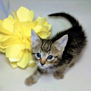 Rescue Domestic Short Hair Cats for Adoption in Springfield, Missouri - Twister | PetCurious