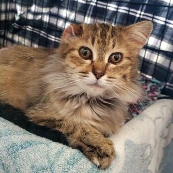 Gilly -  Domestic Medium Hair Cat for Adoption in Hutchinson, Minnesota - Gilly | PetCurious