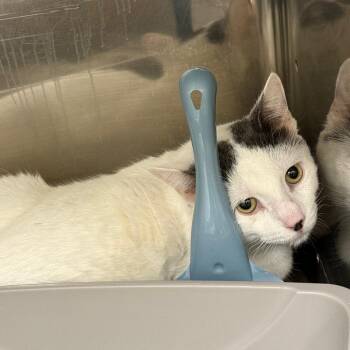Tate -  Domestic Short Hair Cat for Adoption in Oshkosh, Wisconsin - Tate | PetCurious