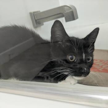 Magic -  Domestic Short Hair Cat for Adoption in Jupiter, Florida - Magic | PetCurious