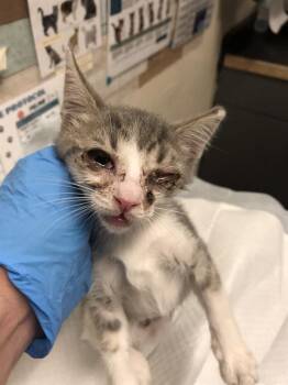 Rescue Domestic Short Hair Cats for Adoption in Long Beach, California - VHS | PetCurious