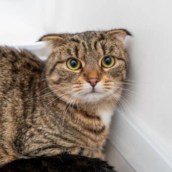 Anya -  Domestic Short Hair and Scottish Fold Cat for Adoption in New York, New York - Anya | PetCurious