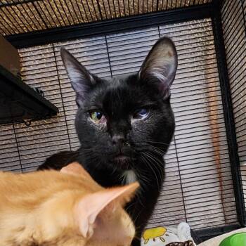 Domestic Short Hair Cats Available for Adoption - Moonlight | PetCurious