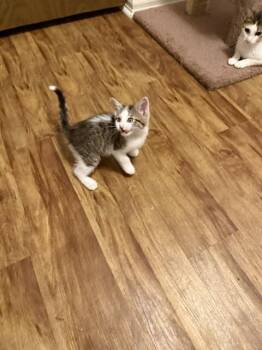Moe -  Domestic Short Hair Cat for Adoption in Fort Collins, Colorado - Moe | PetCurious