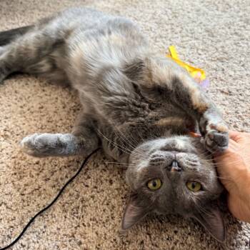 Rescue Domestic Medium Hair Cats for Adoption in Abingdon, Maryland - 0824-105 Lily (FKA Erika) | PetCurious