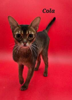 Cola -  Abyssinian Cat for Adoption in San Jacinto, California - Cola | PetCurious