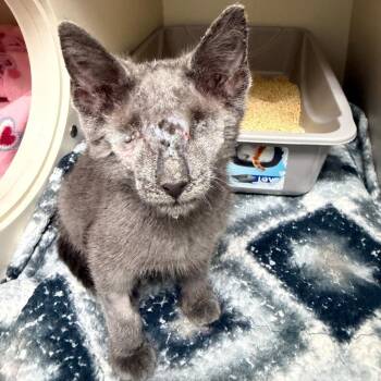 Stevie -  Domestic Short Hair Cat for Adoption in Fairport, New York - Stevie | PetCurious
