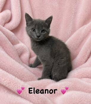 Domestic Short Hair Cats Available for Adoption in Copley, Ohio - Eleanor | PetCurious