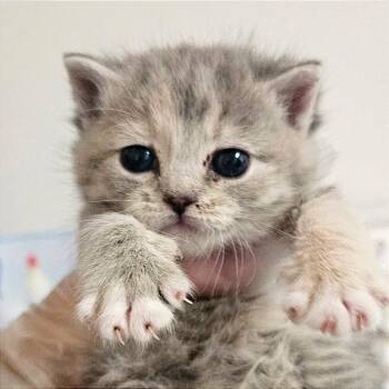 Vivi -  Domestic Short Hair Cat for Adoption in Hendersonville, North Carolina - Vivi | PetCurious