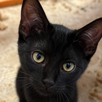 Huntress -  Domestic Short Hair Cat for Adoption in Antioch, California - Huntress | PetCurious