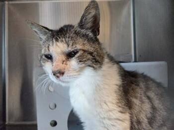 STANLEY -  Domestic Short Hair Cat for Adoption in Martinez, California - STANLEY | PetCurious