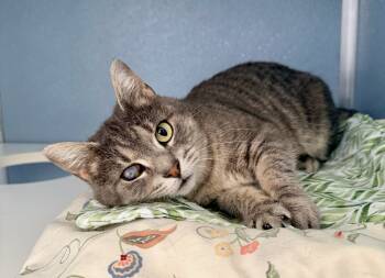 Rescue Domestic Short Hair Cats for Adoption in Milltown, New Jersey - Georgia | PetCurious