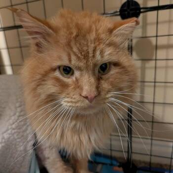 Domestic Medium Hair Cats Available for Adoption - Gus Gus Armbrust | PetCurious