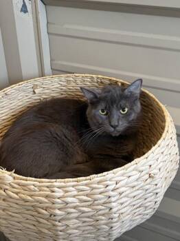 Smoke -  Domestic Medium Hair Cat for Adoption in Salinas, California - Smoke | PetCurious