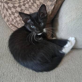 Mittens -  Domestic Short Hair Cat for Adoption in Pompano Beach, Florida - Mittens | PetCurious