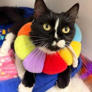 Sour Patch -  Domestic Short Hair Cat for Adoption in Phoenixville, Pennsylvania - Sour Patch | PetCurious