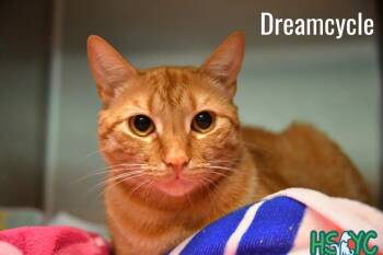 Domestic Short Hair Cats Available for Adoption in Fort Mill, South Carolina - Dreamsicle | PetCurious
