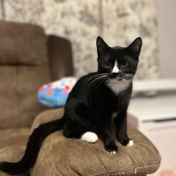Ginko aka Little -  Domestic Short Hair Cat for Adoption in Fitchburg, Massachusetts - Ginko Aka Little | PetCurious