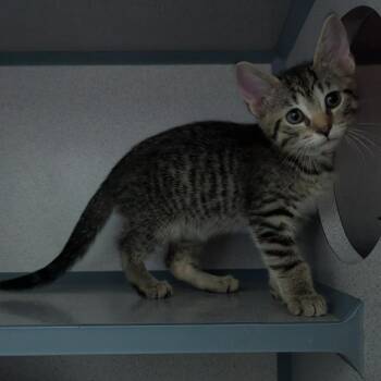 Souffle -  Domestic Short Hair Cat for Adoption in Evansville, Indiana - Souffle | PetCurious
