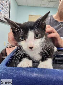 Domestic Short Hair Cats Available for Adoption in West Chester, Pennsylvania - SHREK | PetCurious