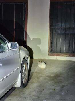 Domestic Short Hair Cats Available for Adoption in San Antonio, Texas - GUPPY | PetCurious