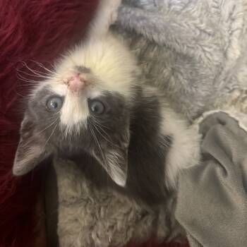 Rescue Domestic Short Hair Cats for Adoption in Nashville, Tennessee - Tito | PetCurious