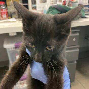 Casey Lee -  Domestic Short Hair Cat for Adoption in Des Moines, Iowa - Casey Lee | PetCurious