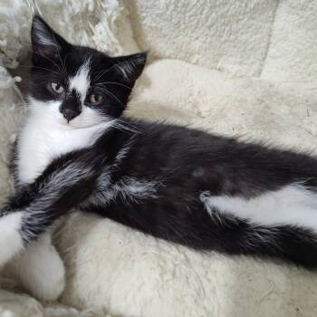 Rescue Tuxedo and Domestic Short Hair Cats for Adoption in Mastic, New York - Starla | PetCurious