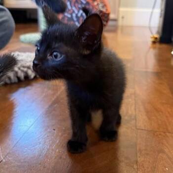 Domestic Short Hair Cats Available for Adoption in Austin, Texas - Naptime 2 | PetCurious