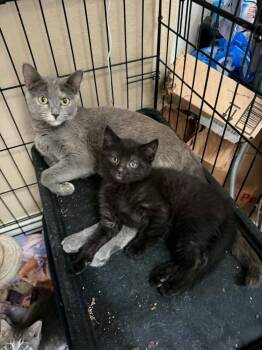 Domestic Medium Hair Cats Available for Adoption in Deltona, Florida - Kaleidoscope | PetCurious