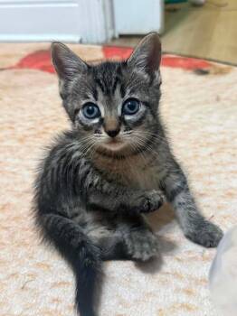 Sashimi -  Domestic Short Hair Cat for Adoption in Orlando, Florida - Sashimi | PetCurious