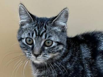 Hello -  Domestic Short Hair Cat for Adoption in Portland, Oregon - Hello | PetCurious