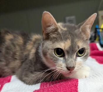 KITTY -  Domestic Short Hair Cat for Adoption in Jacksonville, Florida - KITTY | PetCurious