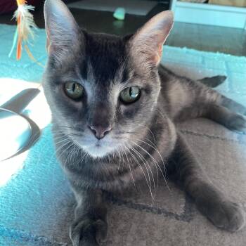 Ace Kelsang -  Domestic Short Hair Cat for Adoption in Morrison, Colorado - Ace Kelsang | PetCurious