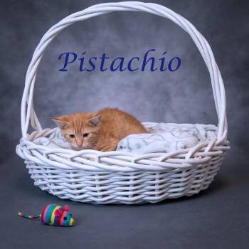 Pistachio C26-199 -  Domestic Short Hair Cat for Adoption in Lebanon, Tennessee - Pistachio C26-199 | PetCurious