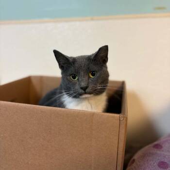 Bob -  Domestic Short Hair Cat for Adoption in Milan, Illinois - Bob | PetCurious