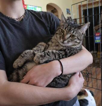 Domestic Short Hair and Tabby Cats Available for Adoption in Minneapolis, Minnesota - David | PetCurious