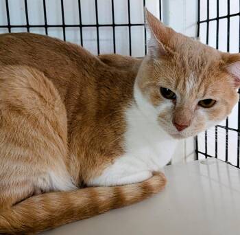 Domestic Short Hair Cats Available for Adoption in St. Augustine, Florida - Mango | PetCurious