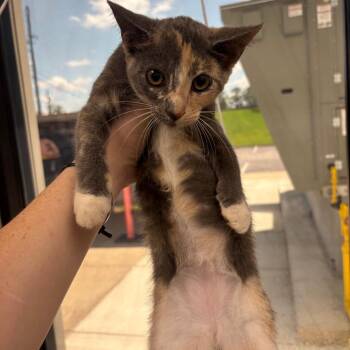 Beans -  Domestic Short Hair Cat for Adoption in Columbiana, Alabama - Beans | PetCurious