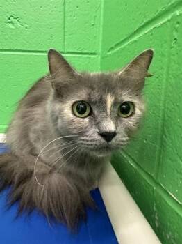 LOVELAND -  Domestic Long Hair Cat for Adoption in Peoria, Illinois - LOVELAND | PetCurious
